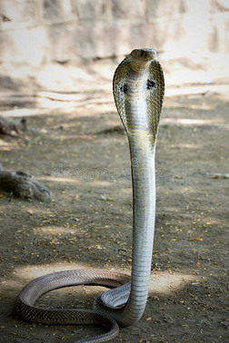 恐怖毒蛇照片毒液图片