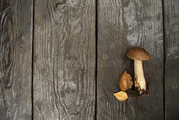 野生的森林秋蘑菇和树叶向一d一rk木制的乡村的