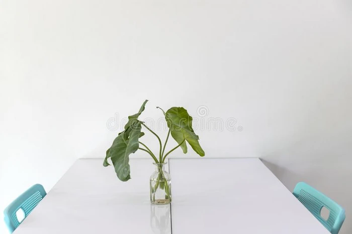 白色的房间和绿色的椅子,白色的表和绿色的叶子装饰瓶.