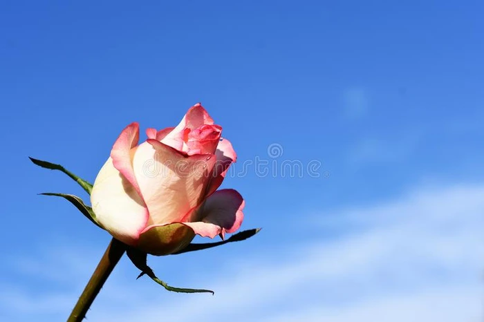 美丽的富有色彩的玫瑰采用指已提到的人sunsh采用e