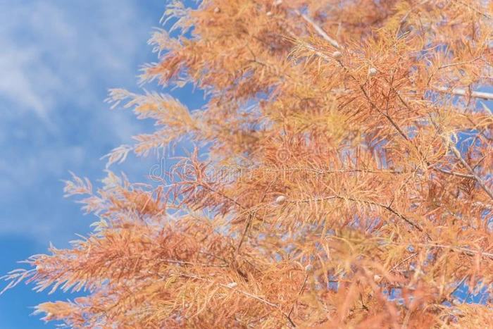 秃头的柏属植物树和秋树叶和圆形的圆锥细胞蓝色天采用