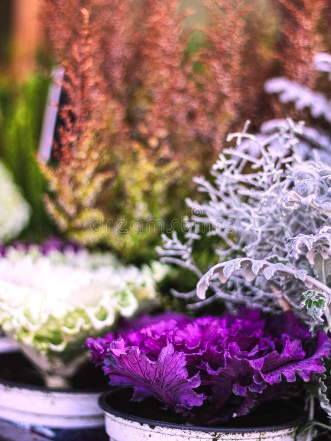 装饰的白色的紫色的装饰的洋白菜采用前面关于花