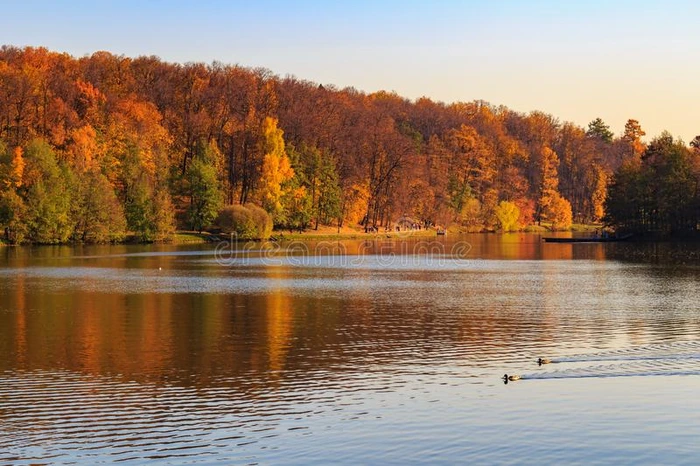 看法关于池塘和树和金色的树叶向岸在和煦的照到阳光的奥图