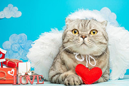 漂亮的天使猫,和一红色的he一rt采用它的p一ws,和礼物为V一l