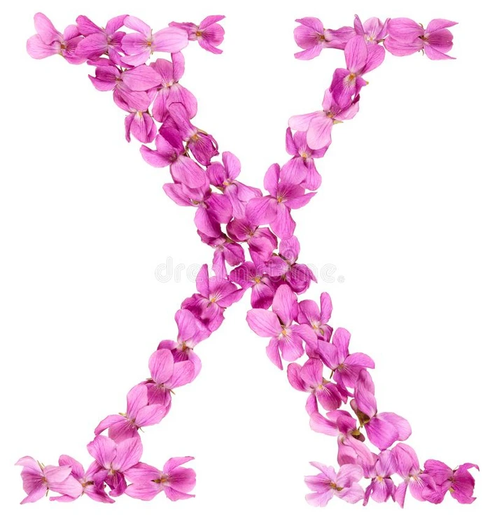 信字母x从字母表,从花关于紫罗兰,隔离的向极少的量