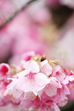 樱桃花樱花宏指令摄影和污迹背景采用