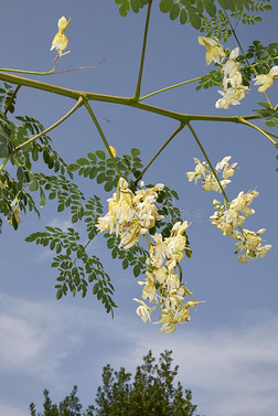 辣木属油虫树枝和白色的黄色的花