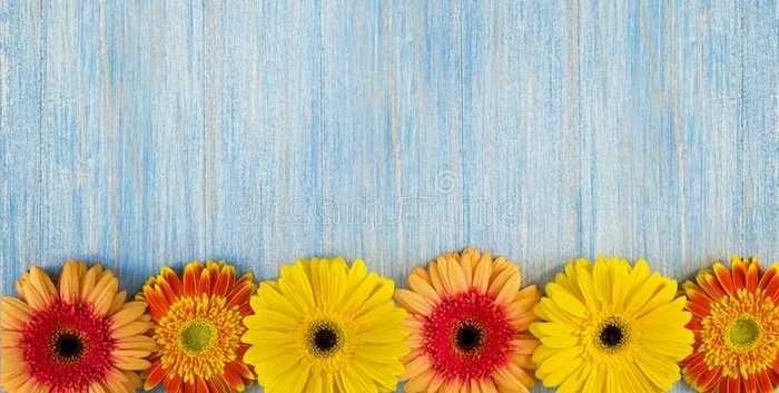 春季黄色的,粉红色的和红色的大丁草花向蓝色木制的表