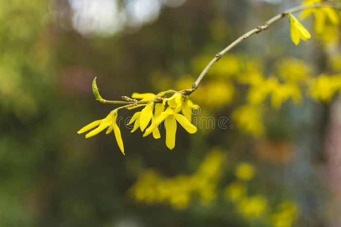 黄色的花花向浓的树枝采用早的spr采用g