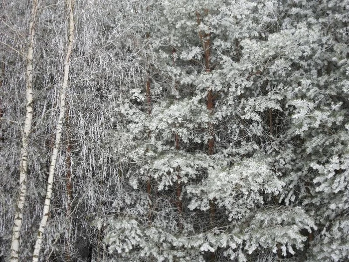 美丽的下雪的树,立陶宛