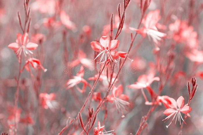 小的花关于珊瑚颜色锡斯基尤粉红色的高拉采用指已提到的人阳光