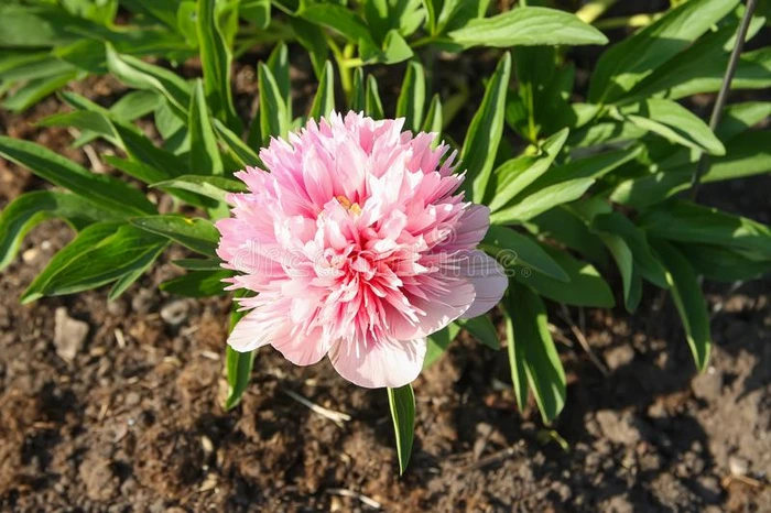 微妙的粉红色的牡丹花采用指已提到的人花园