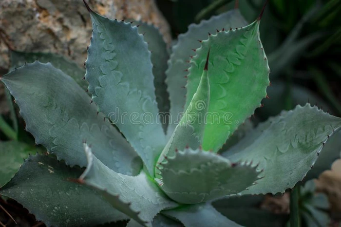 单一的植物龙舌兰属植物峡部裂和压印关于叶子边缘
