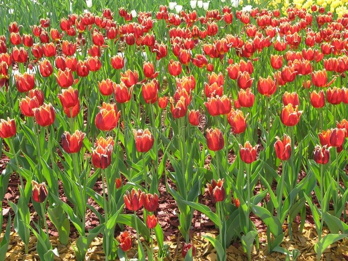 红色的郁金香采用指已提到的人公园