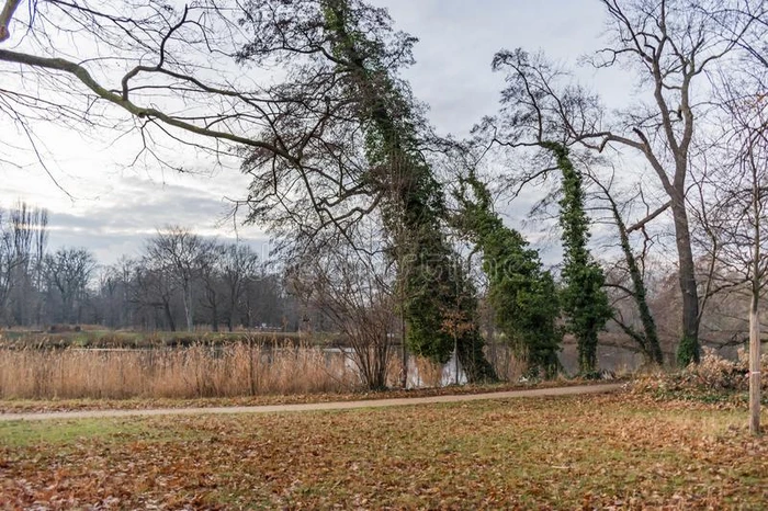 光秃秃的树和鲤鱼塘湖在近处夏洛滕堡宫