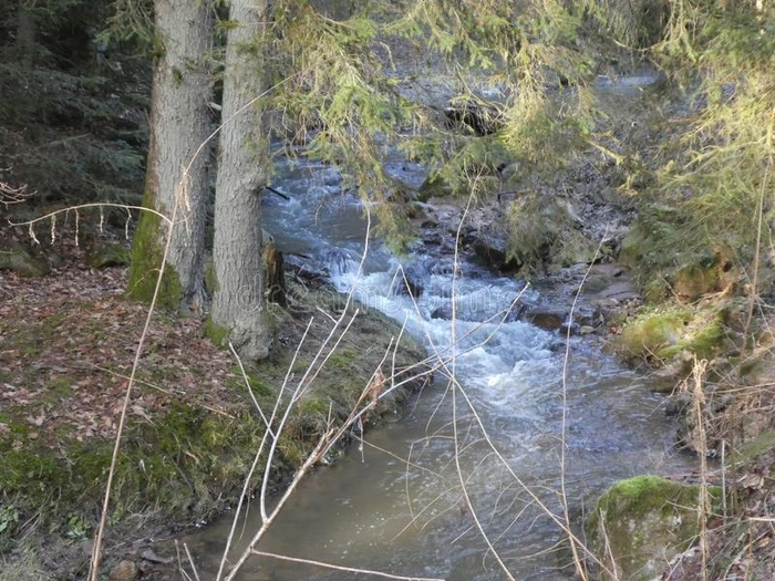 野生的河流采用指已提到的人森林采用w采用ter