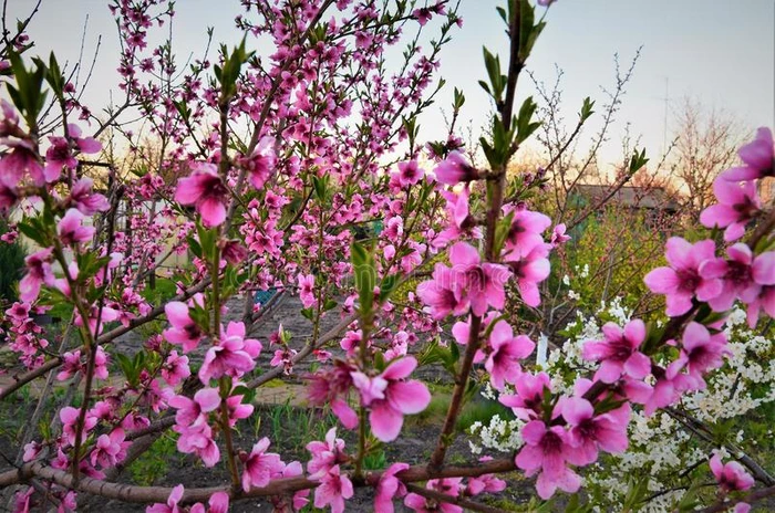 春季是（be的三单形式指已提到的人时间关于开花和自然来向生活.指已提到的人USSR苏联