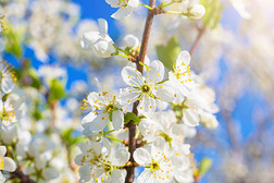 美丽的特写镜头春季开花树.日本人春季风景优美的