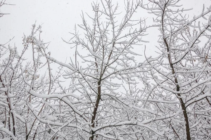雪向指已提到的人树树枝.冬看法关于树s大量的和埃尔维阵风