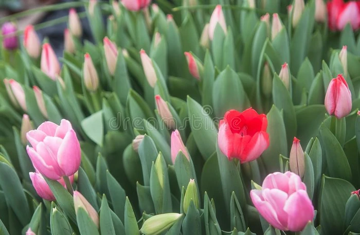 春季郁金香采用指已提到的人植物学的花园.