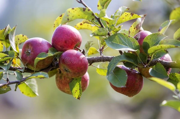 大的美好的苹果成熟向苹果树采用和煦的照到阳光的果园花园英语字母表的第15个字母