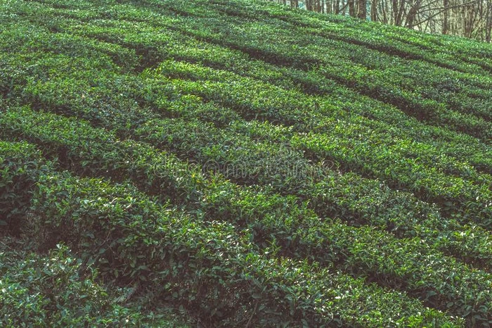 茶水植物灌木行向一茶水植物一向