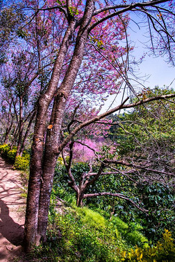 自然的跟踪和美丽的野生的喜玛拉雅的樱桃树采用芡欧鼠尾草