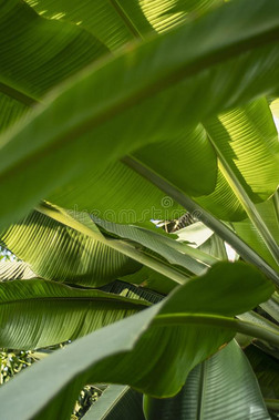 质地关于热带的香蕉叶子,大大地手掌植物的叶子.