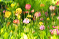 颜色鲜艳的抽象的照片,樱草属的植物枝状大烛台花.
