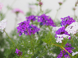 小的紫色的和白色的花花束向刺果关于自然后面