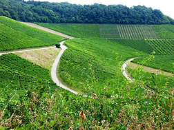 南方德国的葡萄酒生长的采用指已提到的人陡峭的斜坡2