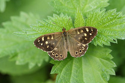 一美丽的有斑点的木材蝴蝶,免费的埃杰里亚,开幕在上面