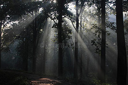 多雾的森林采用指已提到的人方式,喀拉拉邦,印度