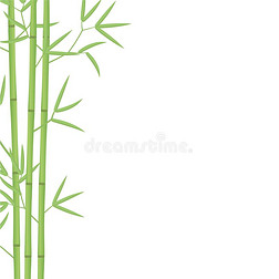 竹子卡片背景样板.竹子s或刺竹属植物后博士