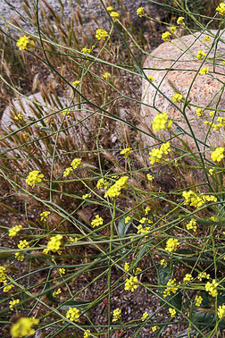 野生的芥末采用敞开的田和岩石和狐尾草