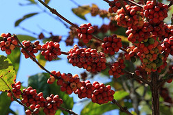 咖啡豆树和咖啡豆豆向咖啡馆plantati向,喀拉拉邦