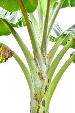 热带的香蕉叶子质地,大大地手掌植物的叶子自然黑暗的groundreconstructionequipment地平面再现设备