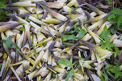 壳关于竹子1幼苗堆制肥料落下树叶,生物的数量和护根