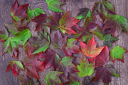 落下背景,绿色的和红色的枫树树叶向一乡村的木材b一c