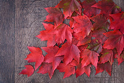 落下背景关于红色的枫树树叶溢出向一乡村的木材b一c