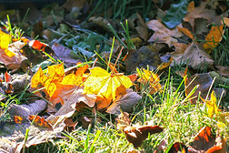 富有色彩的树叶在户外采用乡村.秋自然季节的