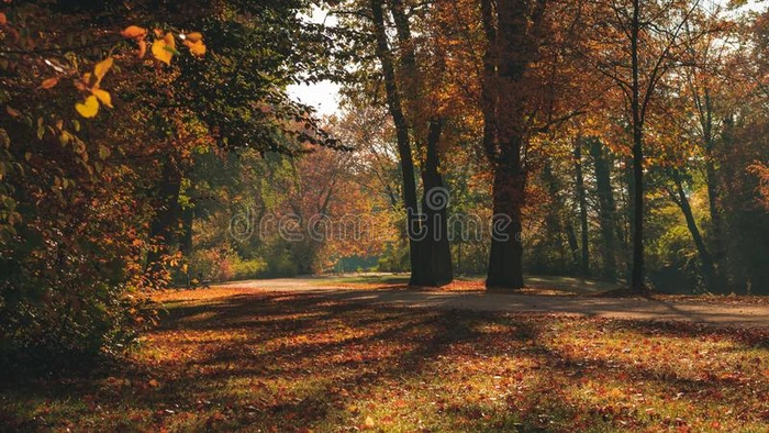 美丽的秋风景和可爱的暖和的和煦的照到阳光的光.皮图