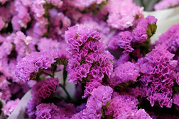 一花束关于小的紫色的花.装饰的植物