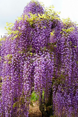 美丽的藤花摄影图|美丽的紫色的柴藤花在满的花