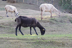 羊吃草在乡村