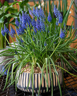 盆栽的蓝色马斯卡里阿门尼亚库姆大家知道的同样地葡萄风信子或