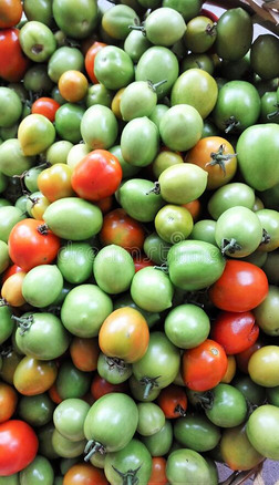 红色的和绿色的番茄向指已提到的人交易