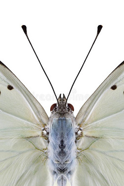 蝴蝶上端和触角向白色的背景