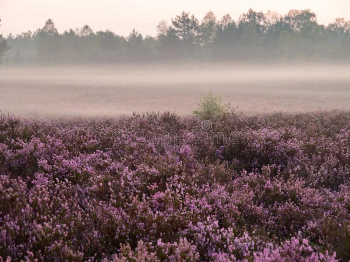早的有雾的早晨向指已提到的人欧石南丛生的荒野.令人惊异的紫罗兰颜色关于他
